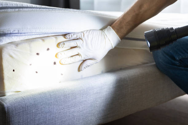 Best Insect Control  in Maroa, IL
